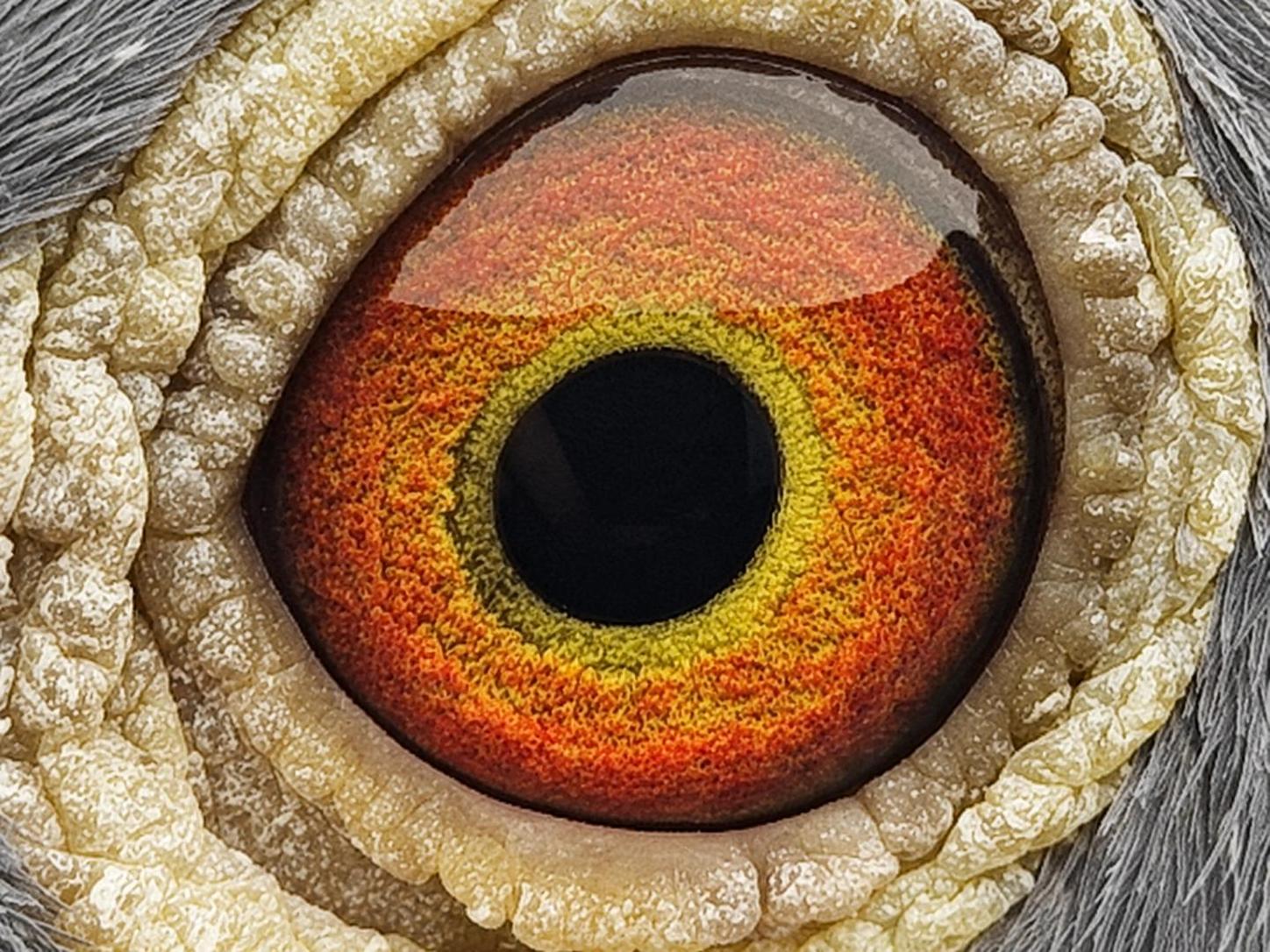 Pigeon eye